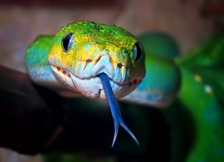 Serpiente de lengua azul