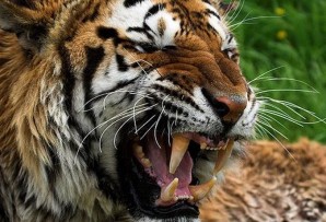Tigre enojado