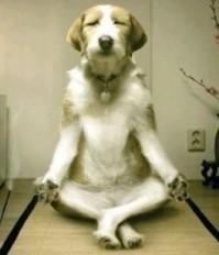 Perro yogui