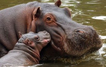 Hipopótamo madre e hijo