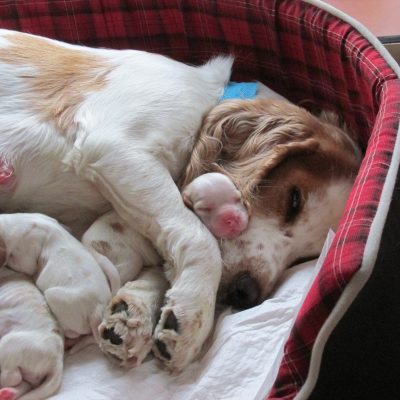 FIONA CON SUS CACHORRITOS