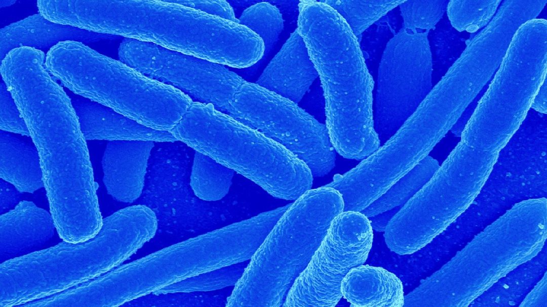 Lactobacillus