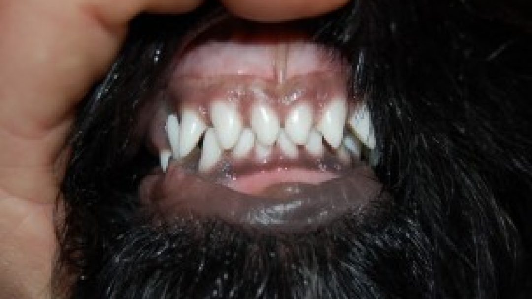 Dientes blancos